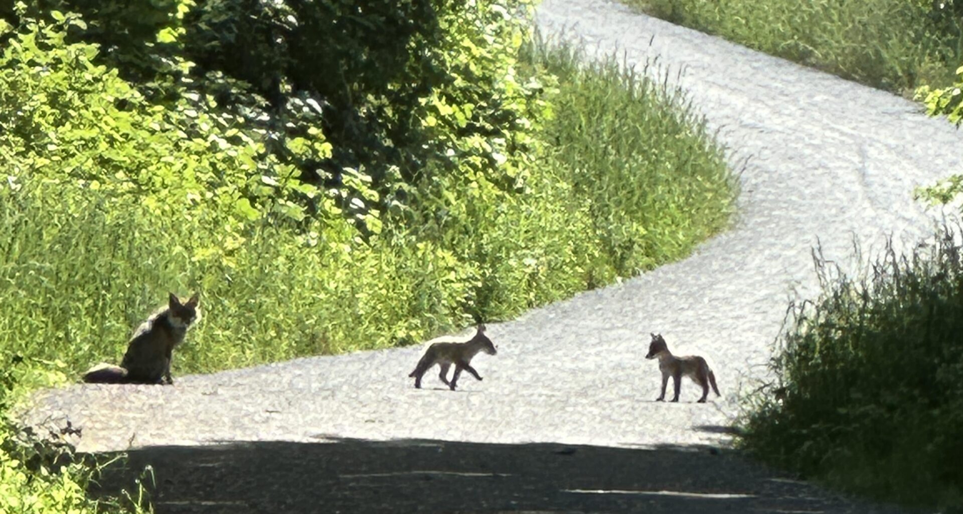 Fuchsfamilie auf Spazierweg