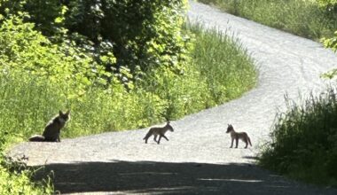 Fuchsfamilie auf Spazierweg
