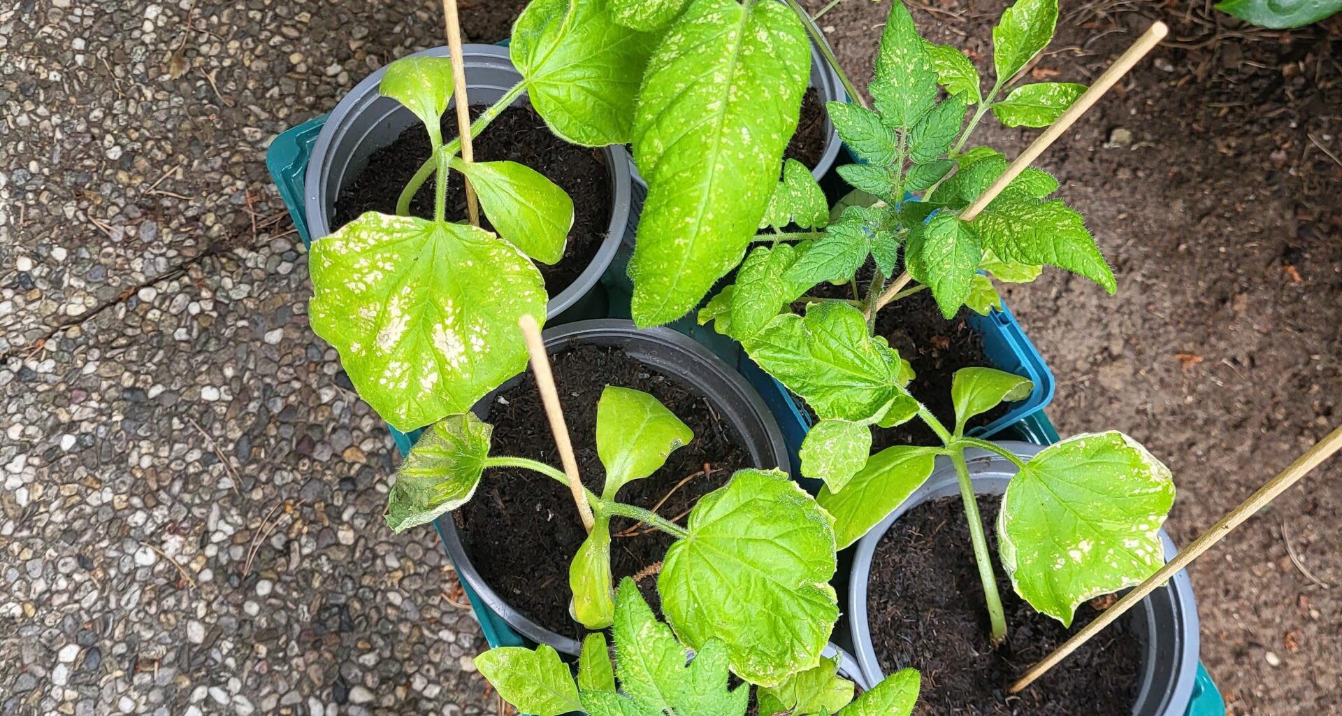 Was haben meine Gurken Tomaten Stecklinge?