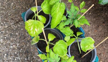 Was haben meine Gurken Tomaten Stecklinge?