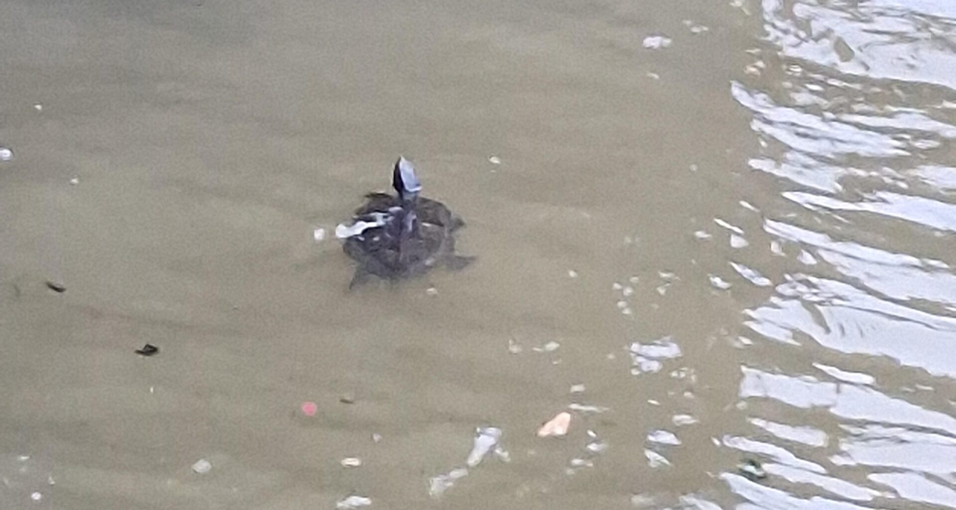 Saw this guy in the Thames yesterday.
