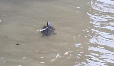Saw this guy in the Thames yesterday.