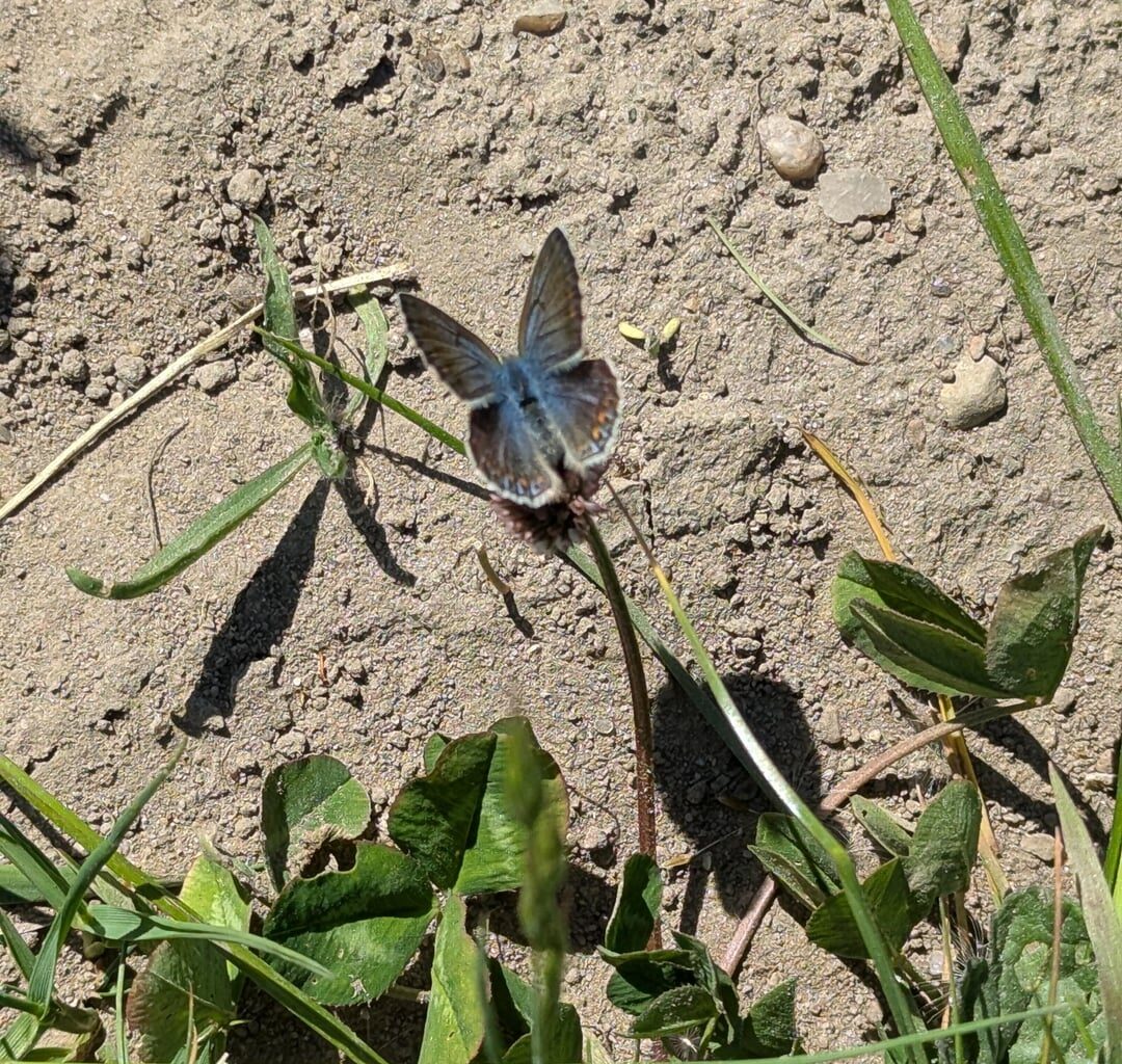Was für ein Schmetterling ist das? (Schleswig-Holstein)