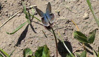 Was für ein Schmetterling ist das? (Schleswig-Holstein)