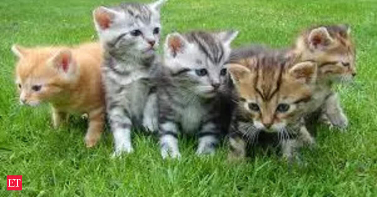 Cat Poop, Parasites, and Lost Vision: The Unseen Epidemic in New Zealand