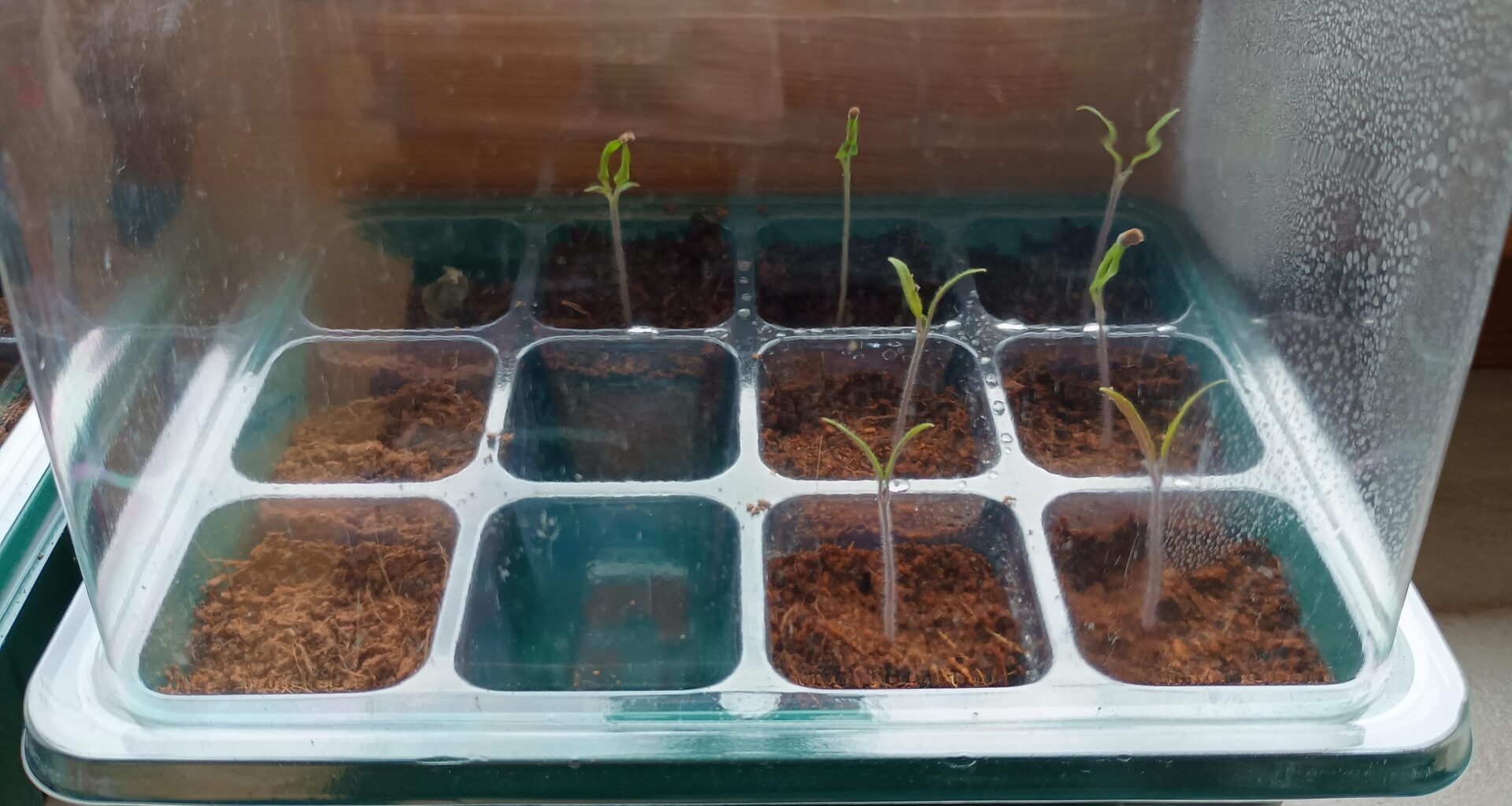 Unfähig Tomaten zu ziehen...