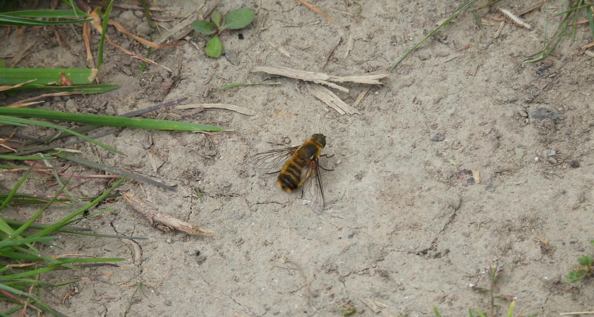 Ich habe wieder mal ein Insekt gefunden und benötige wieder eure Schwarmintelligenz. Um was handelt es sich diesmal?