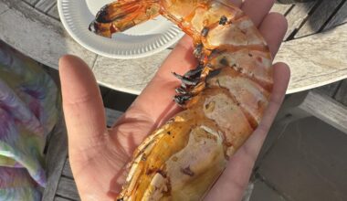 Dad is having a BBQ and smashed these huge prawns out!