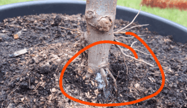 Apfelbaum - was ist das am Stammende?