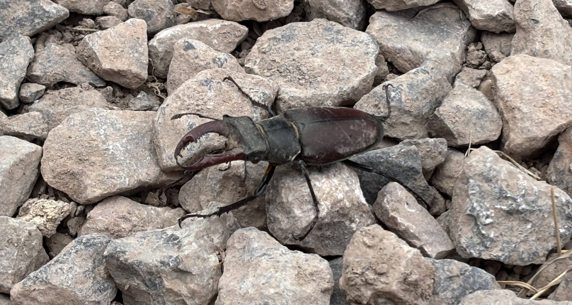 Found this little guy in our garden today. First time I’ve seen one in the wild in the UK!
