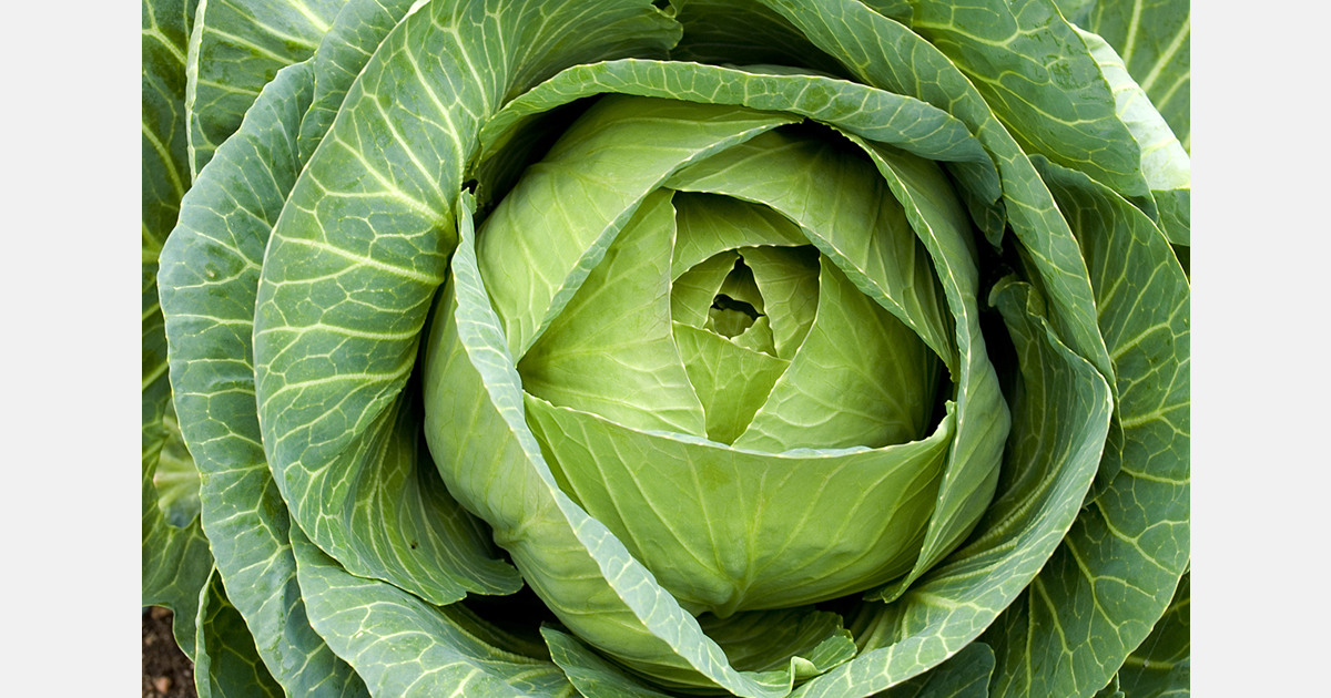 South Korea's kimchi imports reach record high