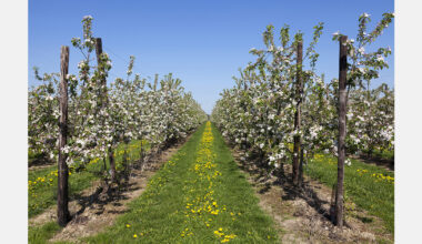 Moldovan fruit producers study Romania’s experience in accessing EU agricultural funds