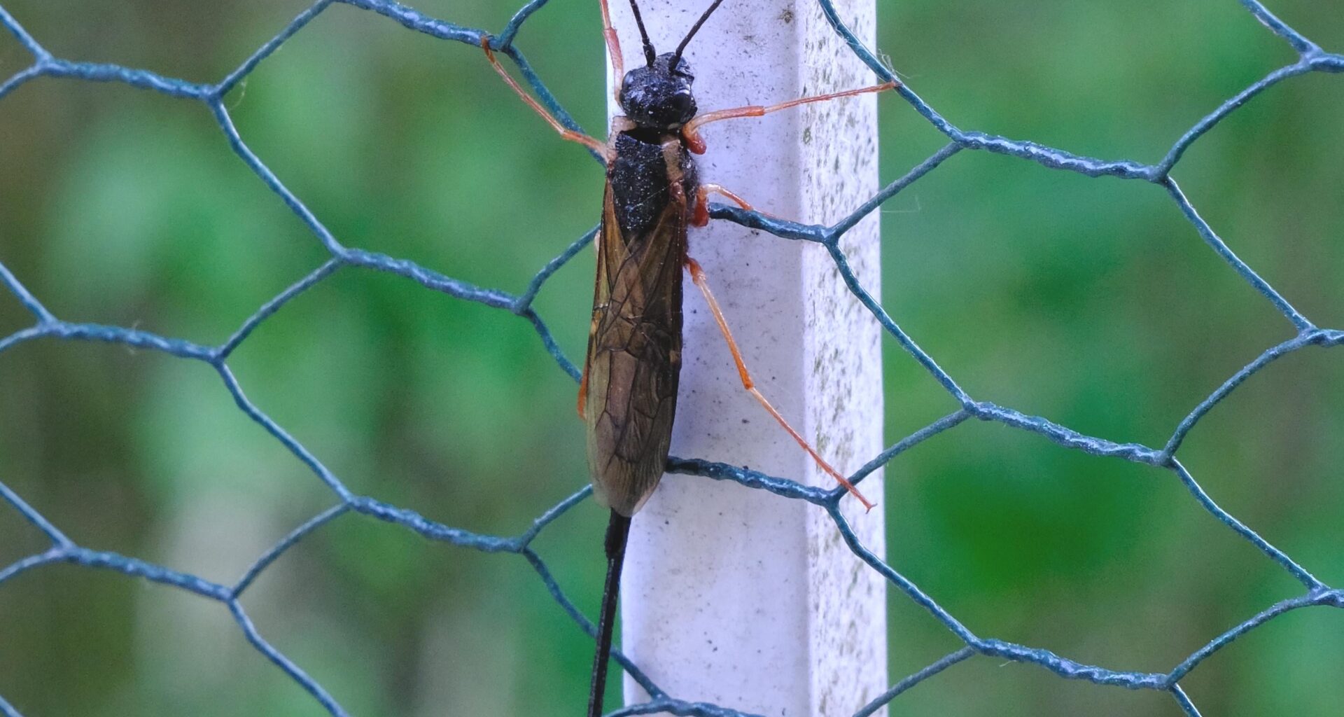 Schwarze Kiefernholzwespe