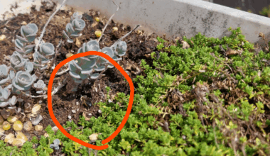 Wie Bienennest schützen