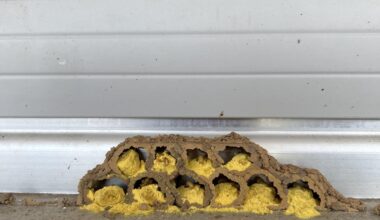 Was nistet da auf meinem Rolladen?