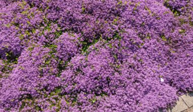 Schöner Bodendecker, viele Bienen, welche Pflanze?