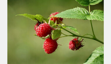 Frost damages 50% of Moldova’s raspberry crop
