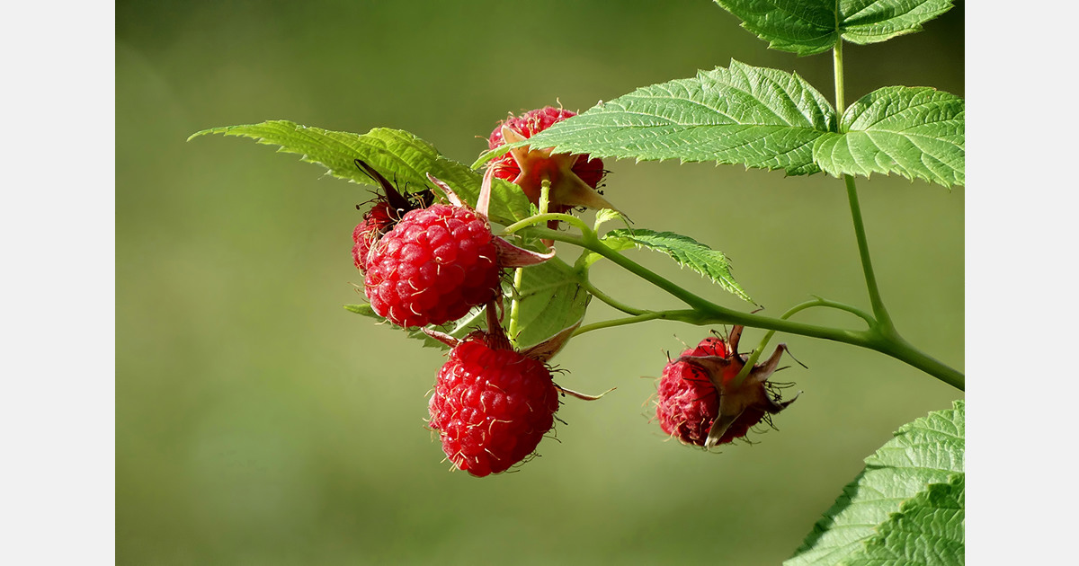 Frost damages 50% of Moldova’s raspberry crop