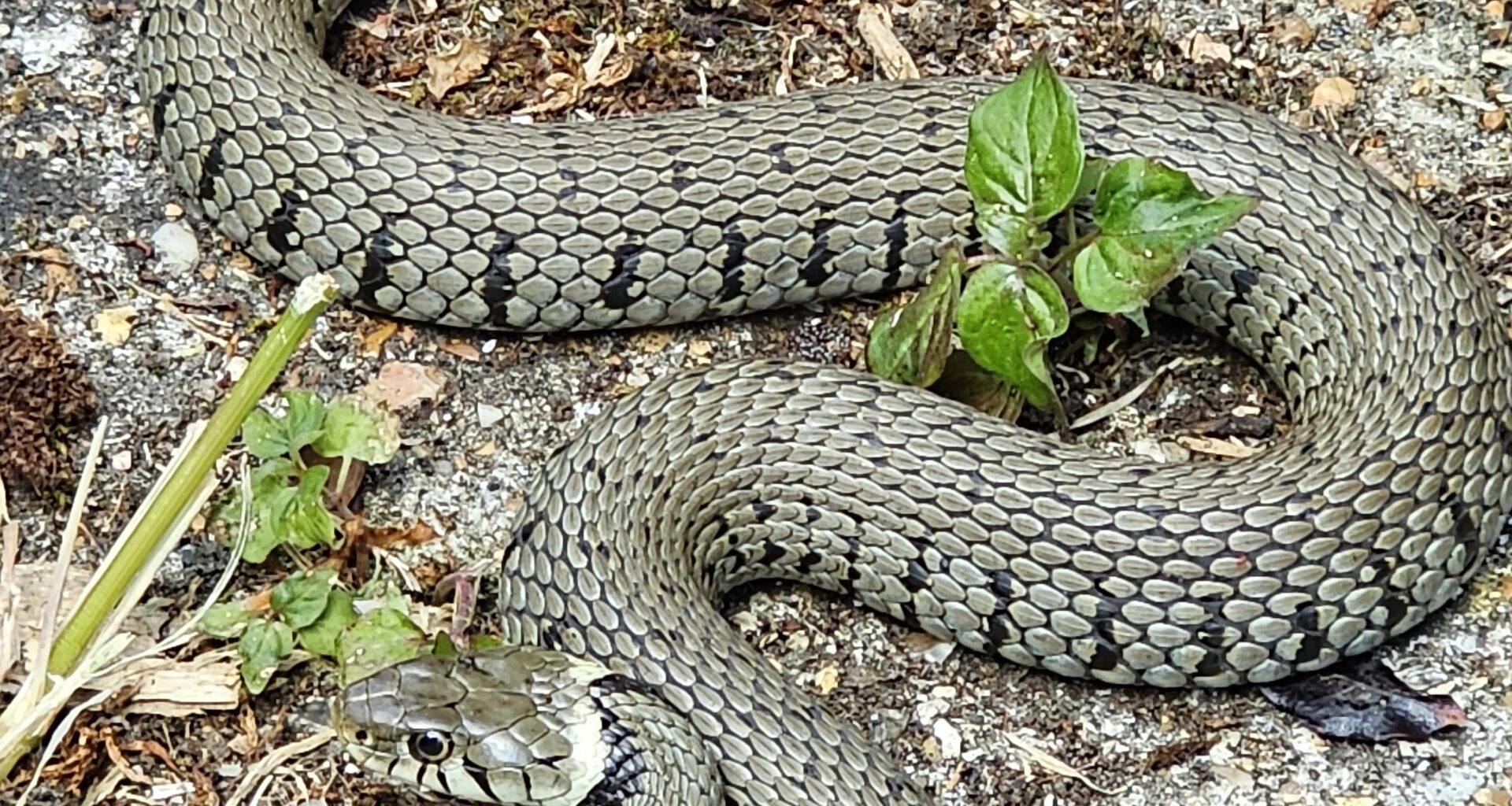 This beauty I just nearly stepped on in my garden.