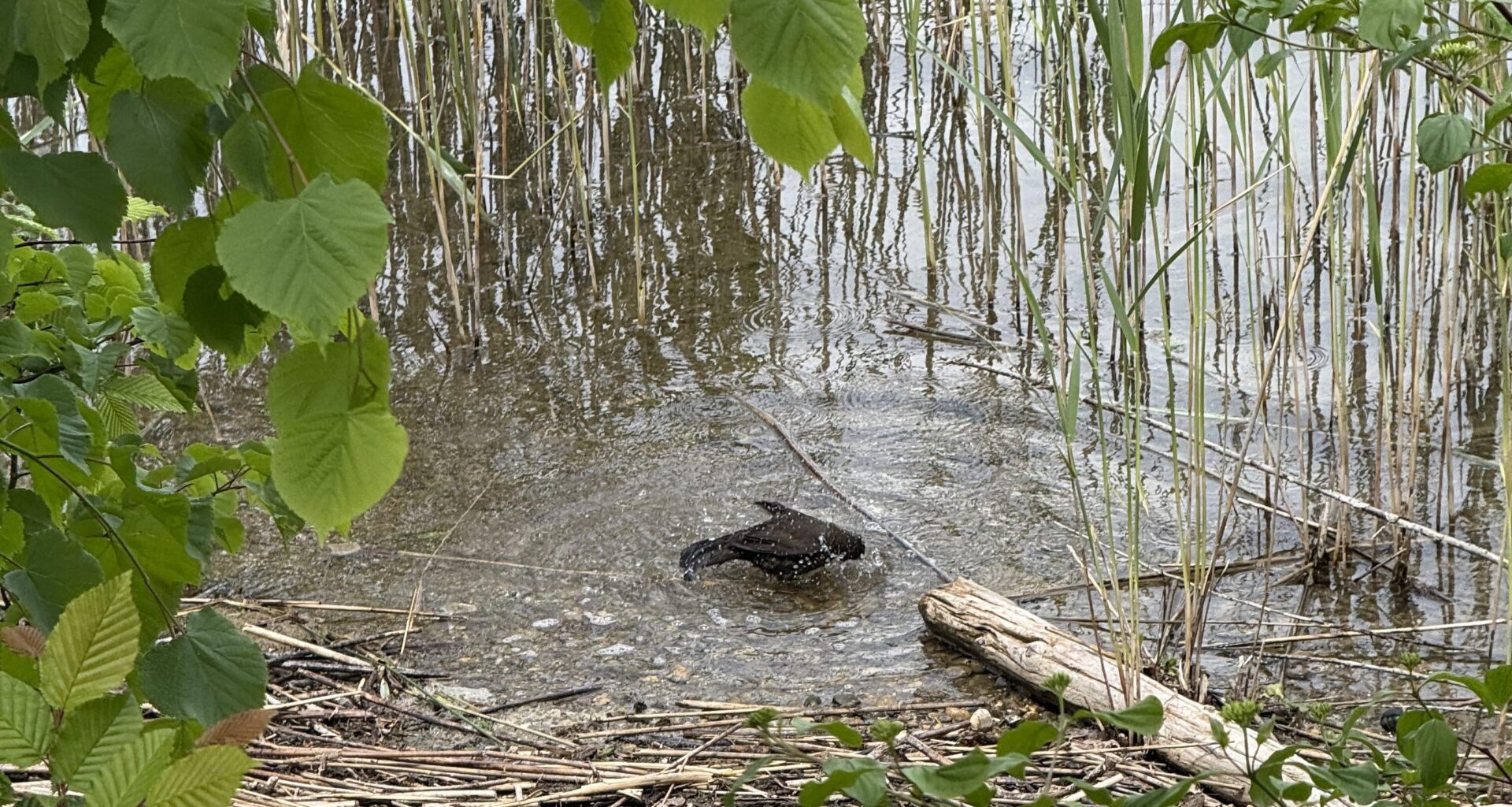 Amsel badet im Staffelsee
