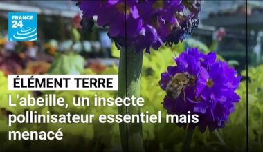 Déclin des abeilles : un fléau aux causes multiples avec de lourdes conséquences • FRANCE 24