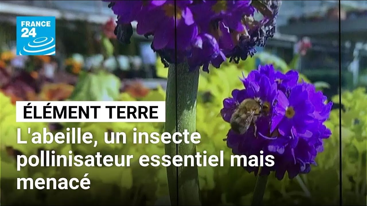 Déclin des abeilles : un fléau aux causes multiples avec de lourdes conséquences • FRANCE 24