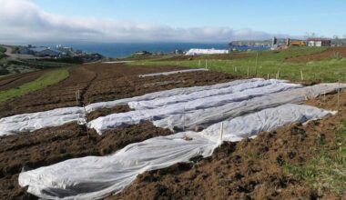 Potato planting begins three weeks early in North Iceland