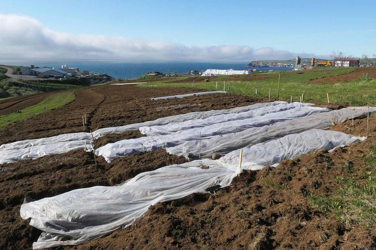 Potato planting begins three weeks early in North Iceland