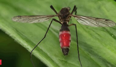 Mosquitoes in the UK now carry a dangerous virus, here’s how to stay safe this summer