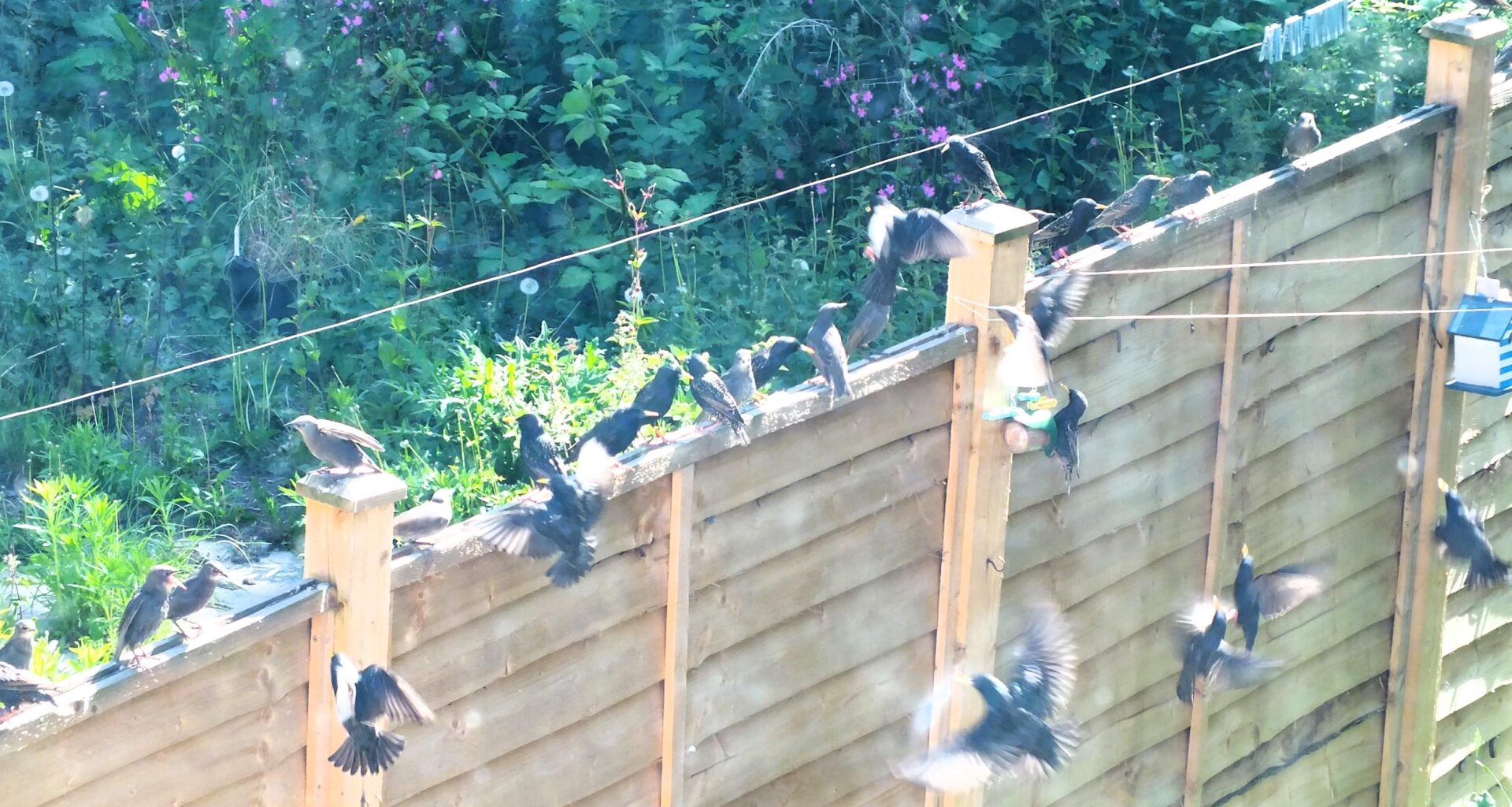 "I've not seen a starling for weeks", I said to a friend. "Oh, I'll send you a little pot of food they love", she said. I hung it out, and today apparently every starling in the NE has turned up. Hurrah!