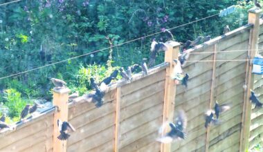 "I've not seen a starling for weeks", I said to a friend. "Oh, I'll send you a little pot of food they love", she said. I hung it out, and today apparently every starling in the NE has turned up. Hurrah!
