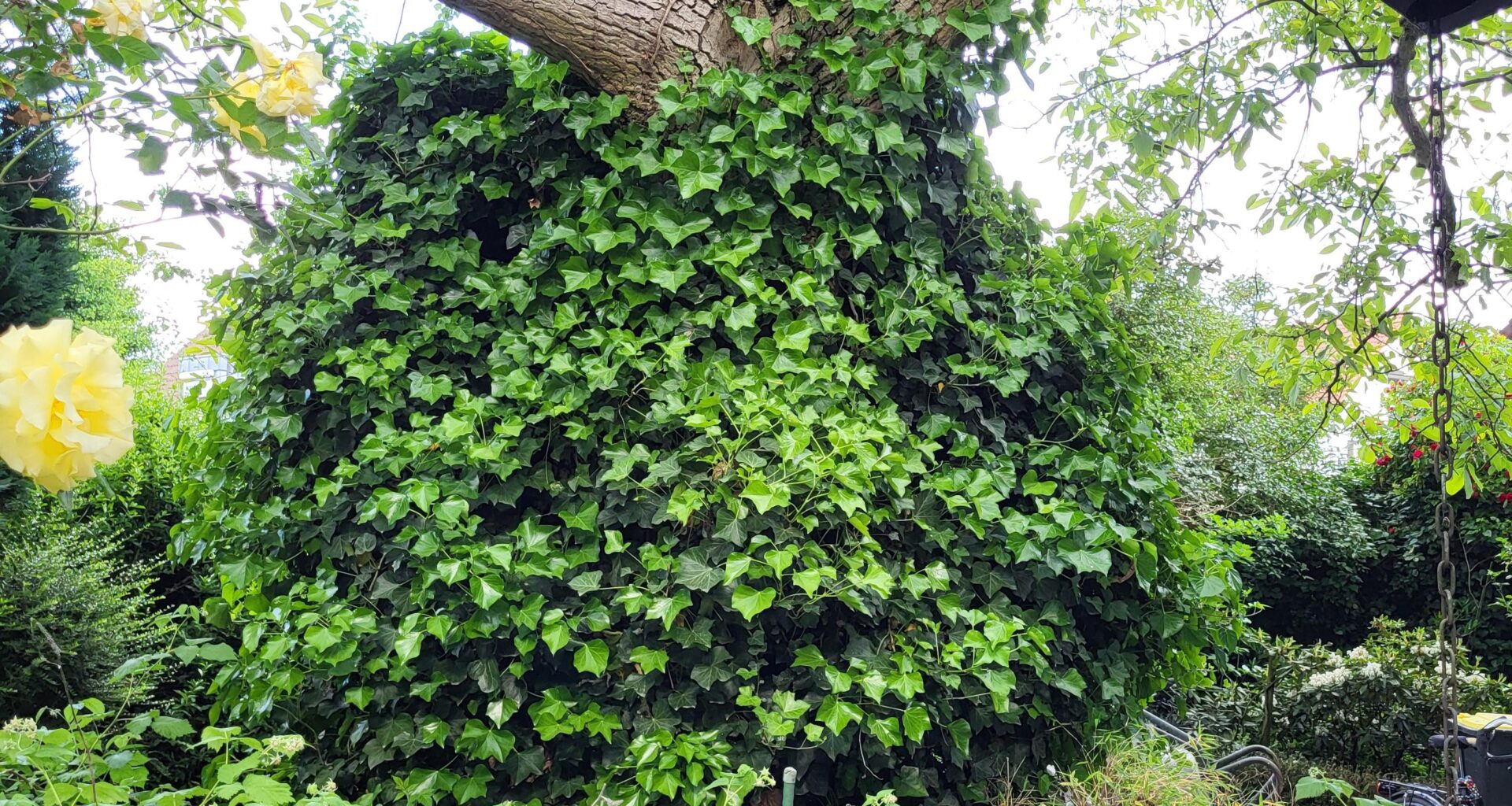 Muss der Baum vor dem Efeu gerettet werden?