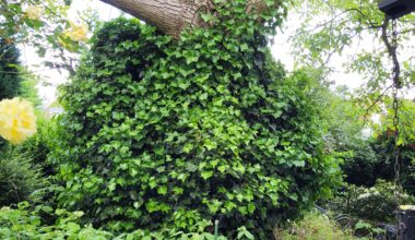 Muss der Baum vor dem Efeu gerettet werden?