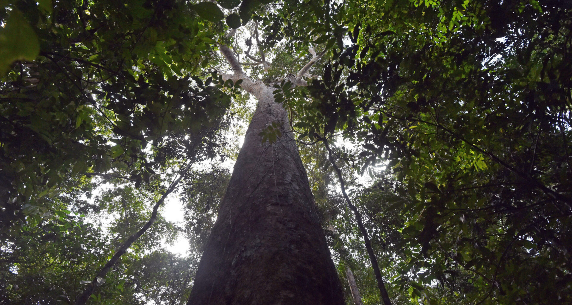 Forest Nature Preservation Panama