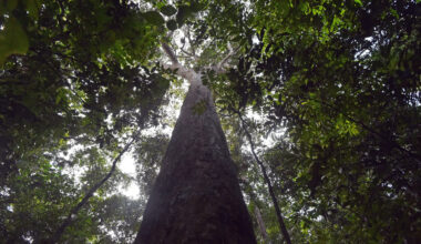 Forest Nature Preservation Panama