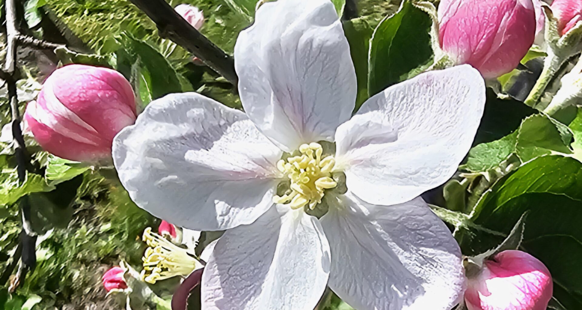 Apfelblüte
