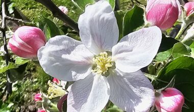 Apfelblüte