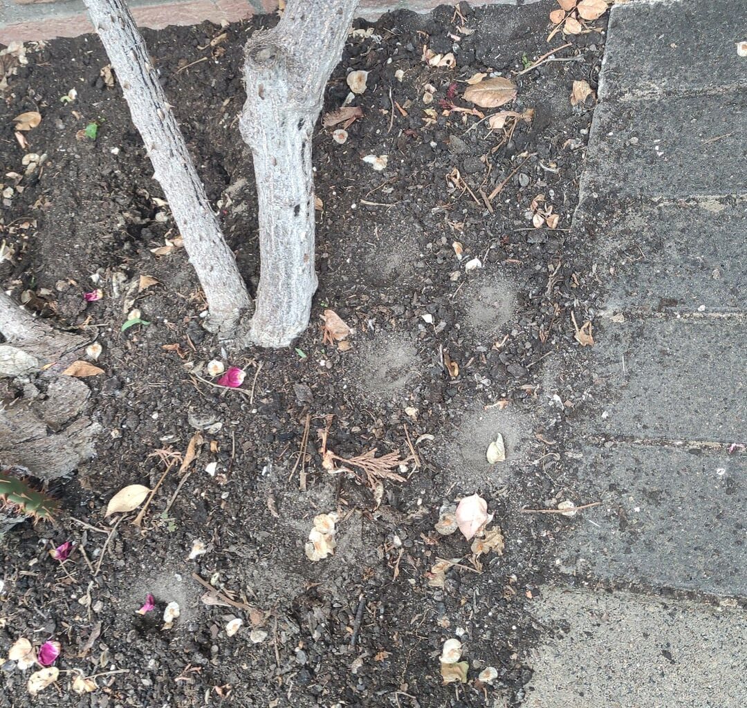 Was wühlt in unserem Garten!(Verdacht auf Ameisen Löwe)