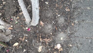 Was wühlt in unserem Garten!(Verdacht auf Ameisen Löwe)