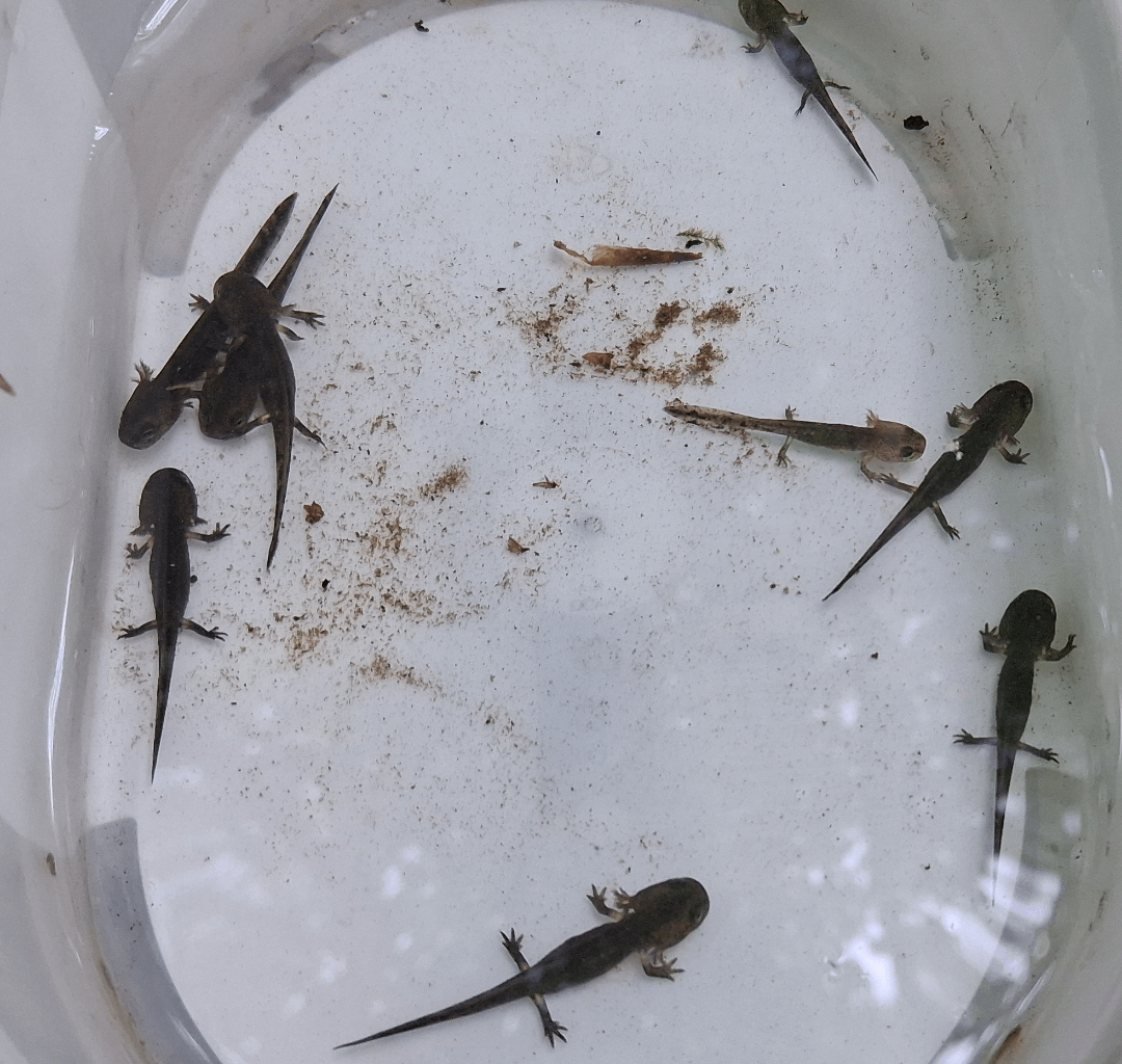 Der Feuersalamander und BSal