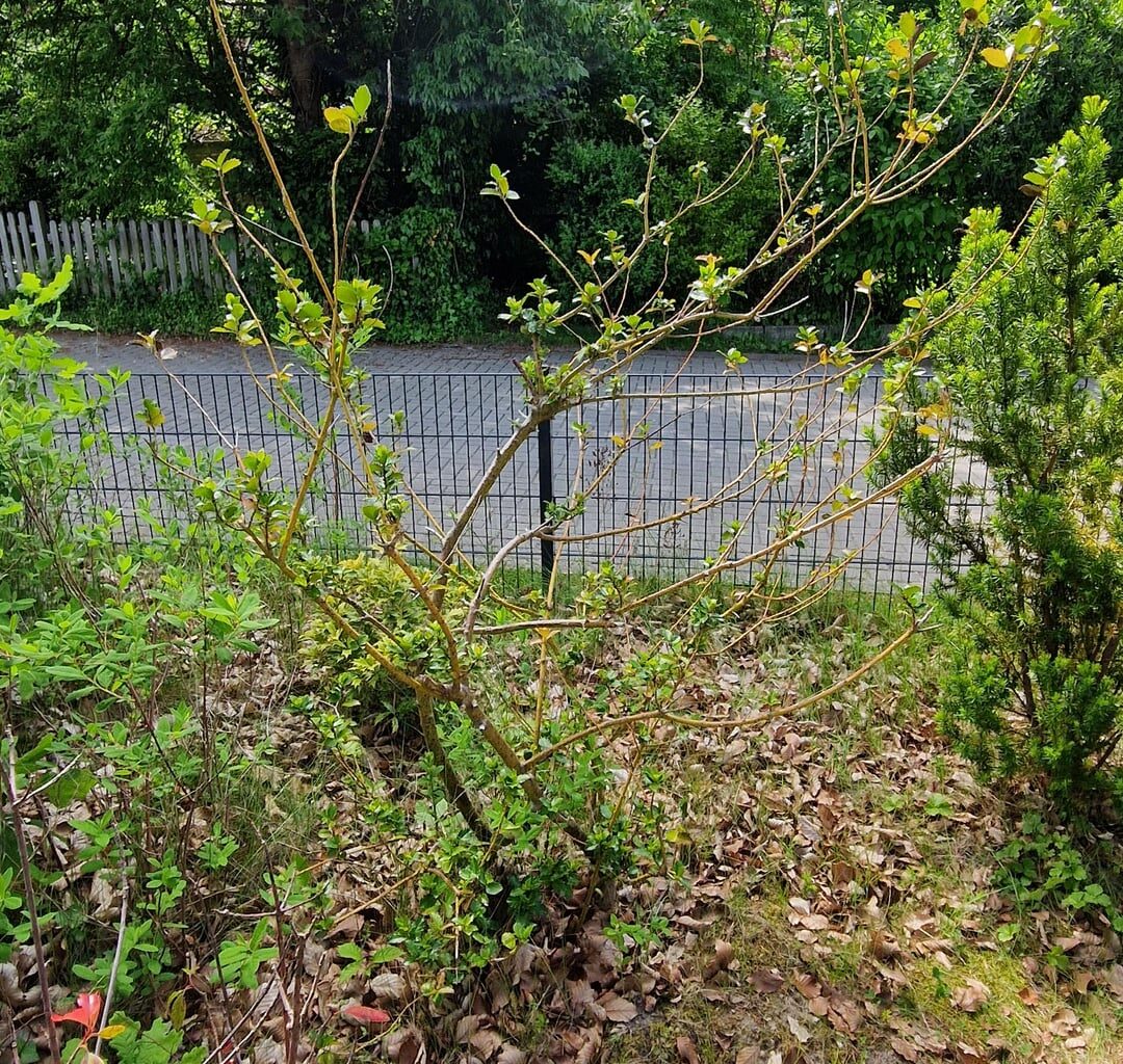 Mickernder Ilex