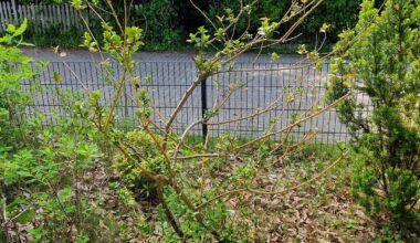 Mickernder Ilex