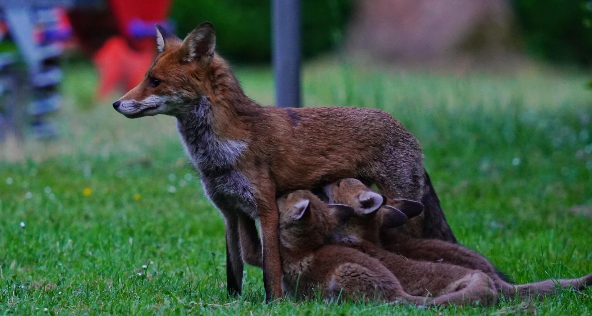 Mittlerweile sind es 8 🦊