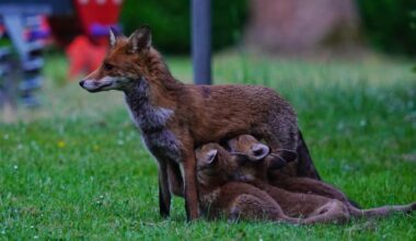 Mittlerweile sind es 8 🦊