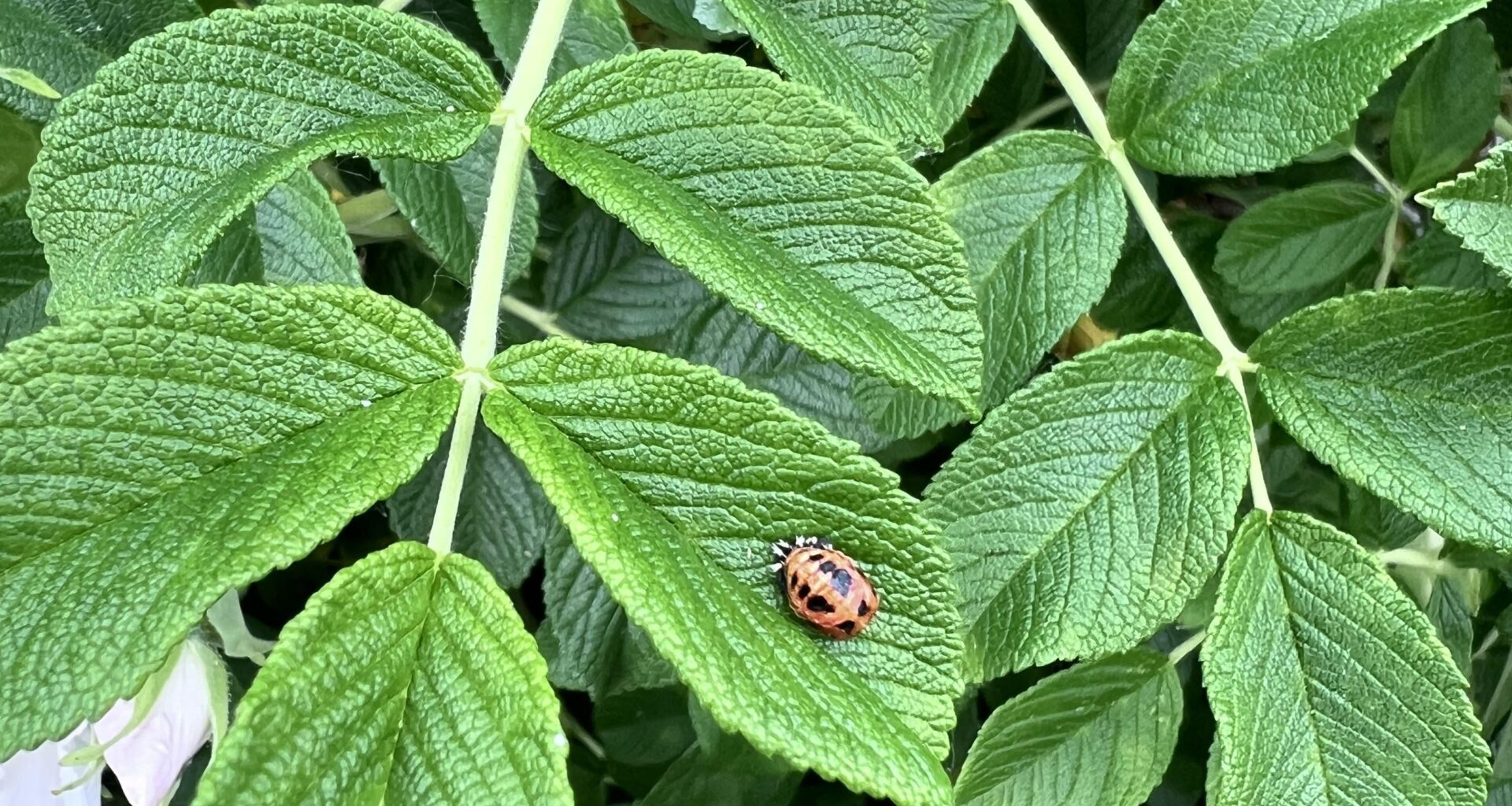 Welchen kleinen Freund hab ich im Garten gesehen?