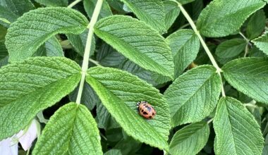 Welchen kleinen Freund hab ich im Garten gesehen?