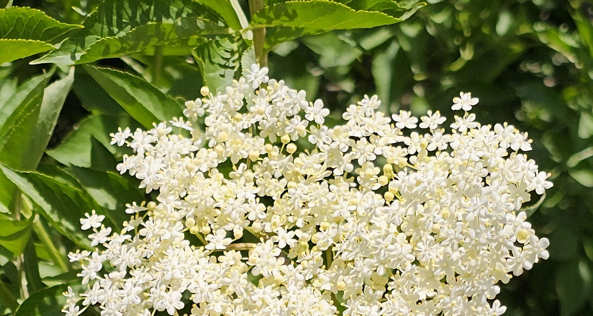 Holunderblüten