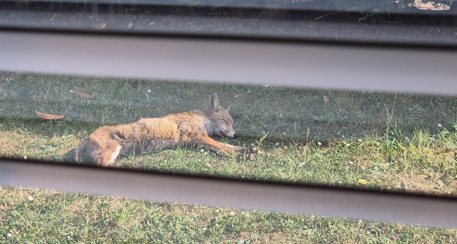 I'm being held captive in my house by a fox that is napping in the sun