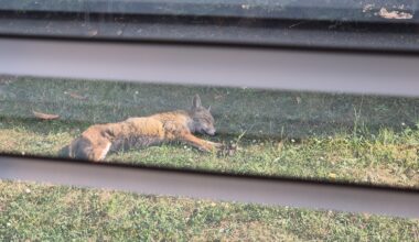 I'm being held captive in my house by a fox that is napping in the sun