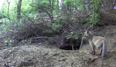 Kleiner Fuchs vor Wildkamera